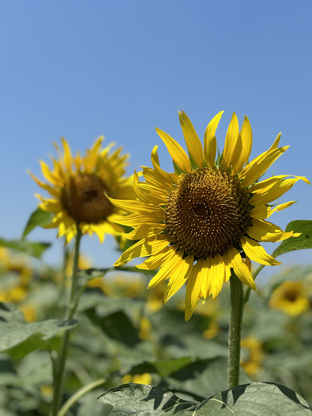 yellow11