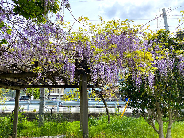 shishihama (1)