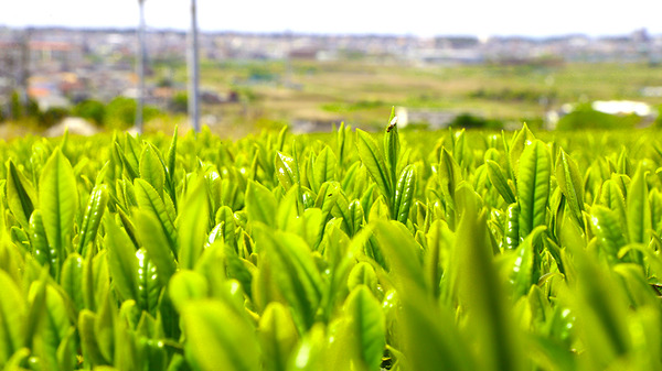 あたりは緑の絨毯！浮島地区の茶畑がきれい。先日は茶摘み体験もやってた。