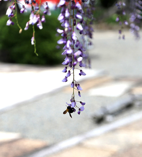 tokugenjiji (7)