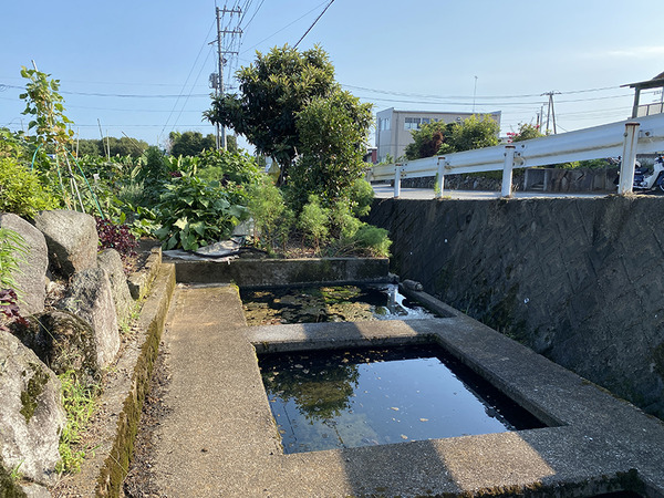shizakai (6)