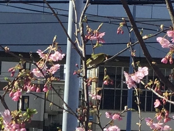 goyouteiYacho (6)