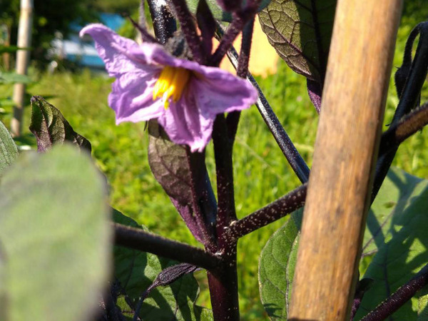 eggplant_flower
