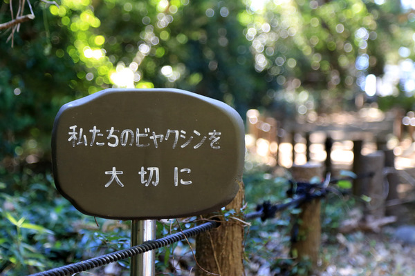 byakushing (3)