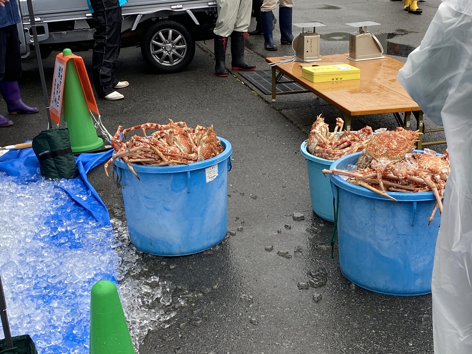 また会おうね 沼津市戸田でタカアシガニの放流 沼津つーしん