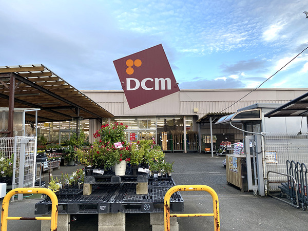 DCM (3)
