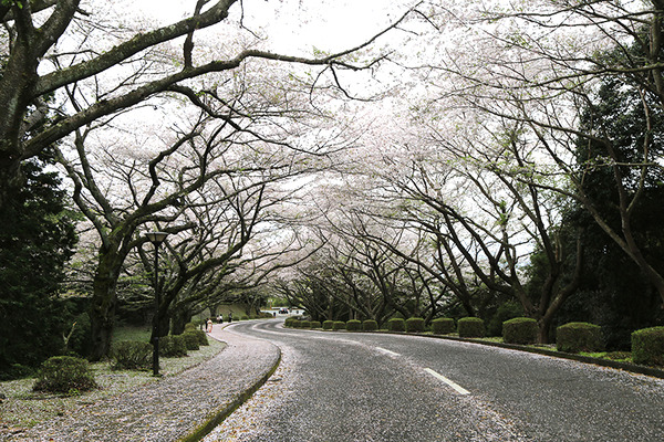 fujit (2)