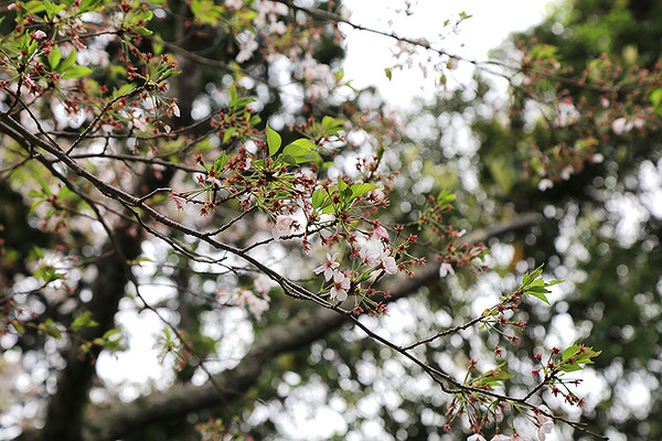 fujit (1)
