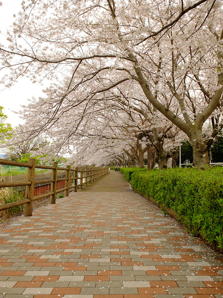 kadoikeena (4)