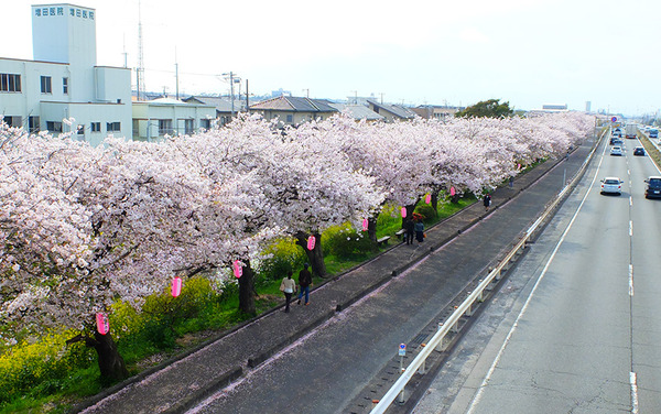 hakusaku (1)