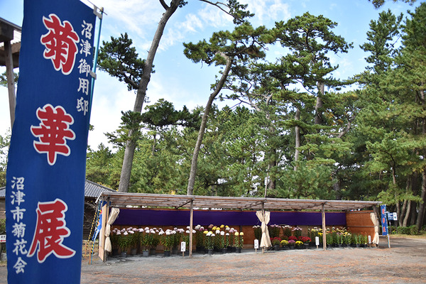 kiku2kuri (4)