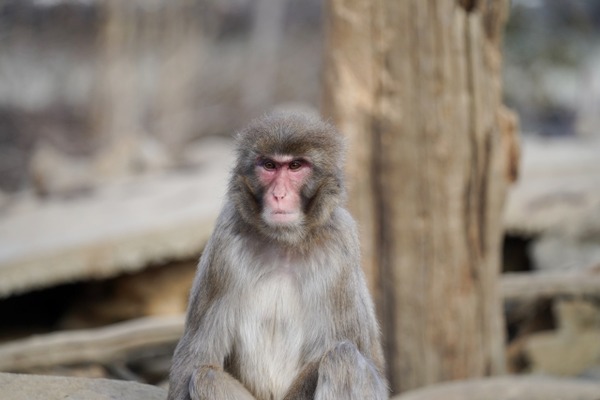 本日開催！名前つよそう。沼津市がやってる「鳥獣塾」は獣害対策を学ぶ市民講座。