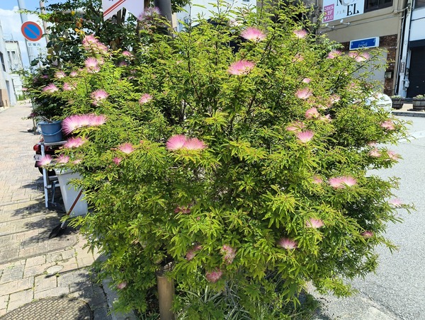 IMG_20260612_112208214