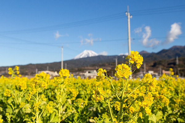 nanohana (5)