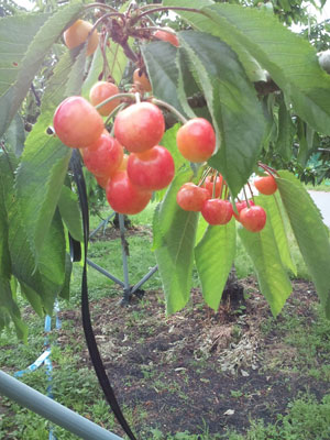 �֥����Ѳù�������