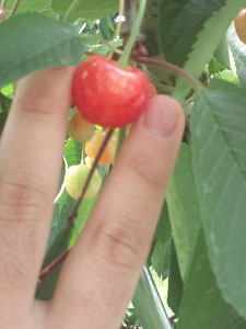 �֥����Ѳù�������