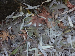 DSC00919