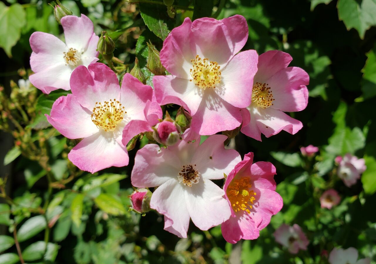 バラの季節 ターシャの布しごと 花だより バラの季節 ターシャの布しごと 花だより