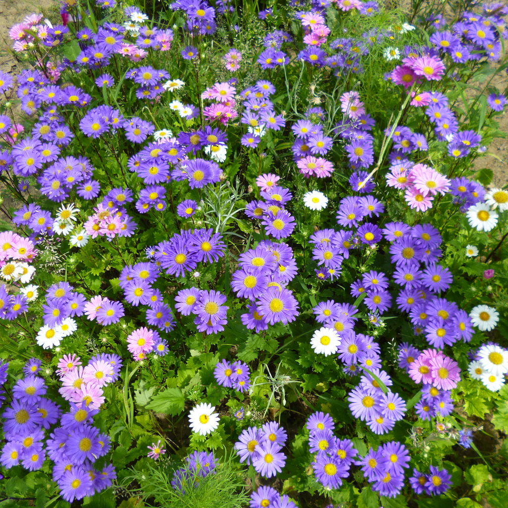 一重のアスター ターシャの布しごと 花だより