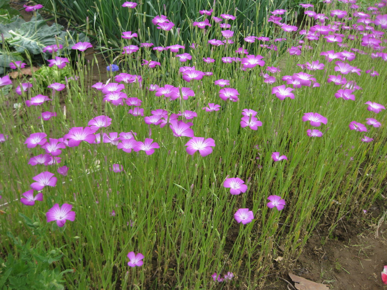 アグロステンマ ポピー ターシャの布しごと 花だより