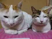 cats