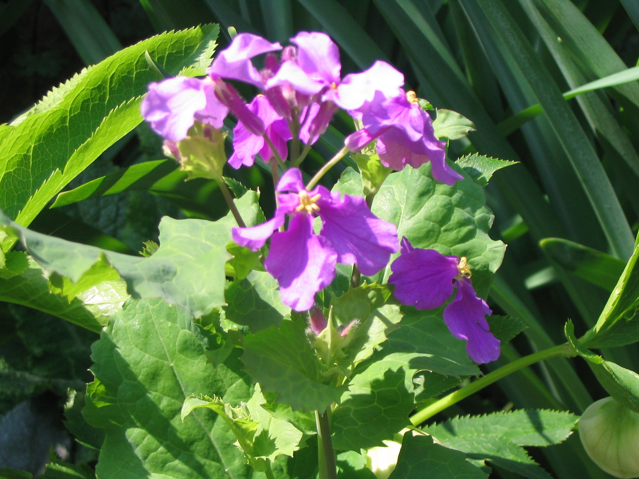 紫の花たち ターシャの布しごと 花だより