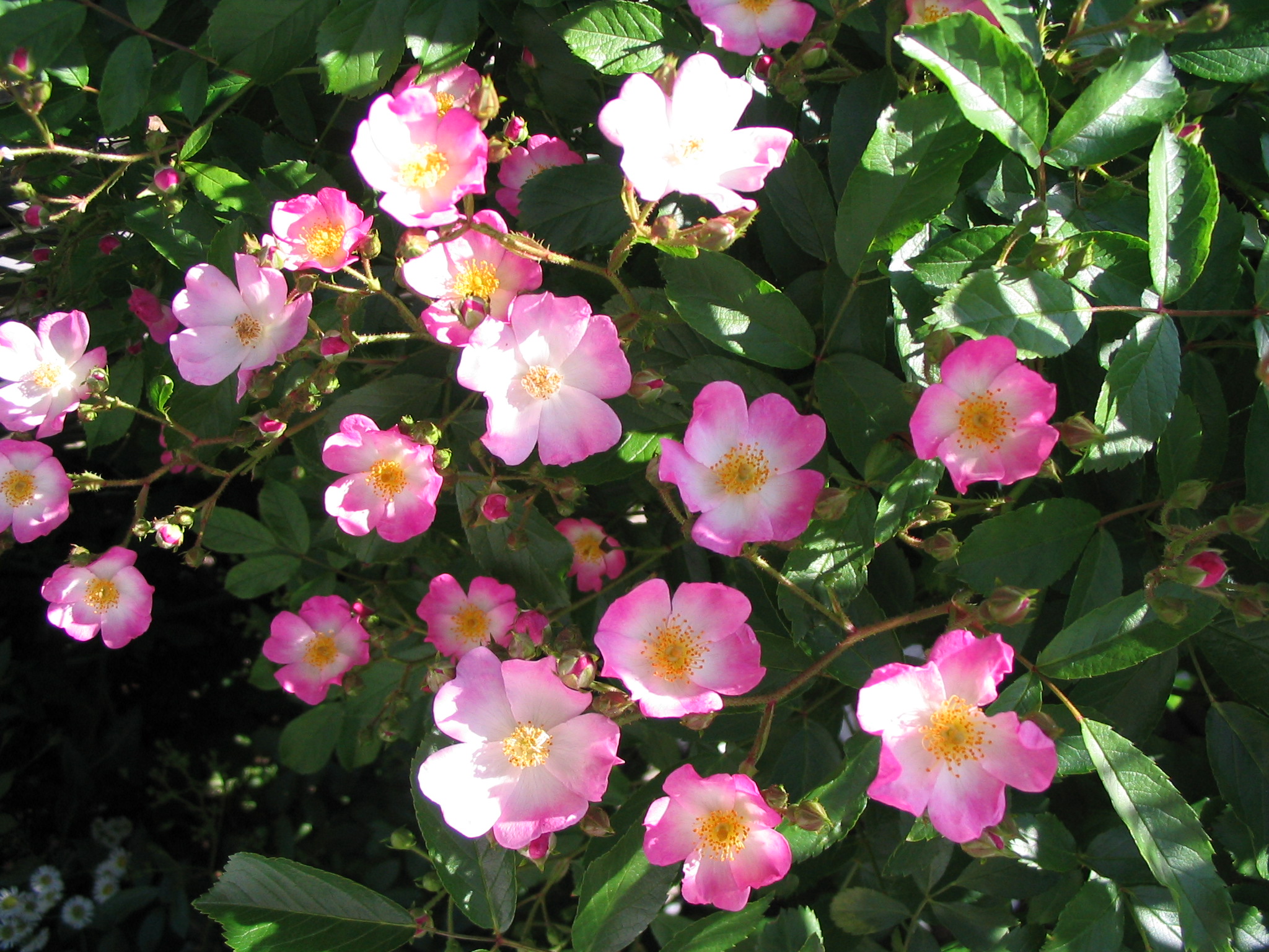 バラ バレリーナ ターシャの布しごと 花だより