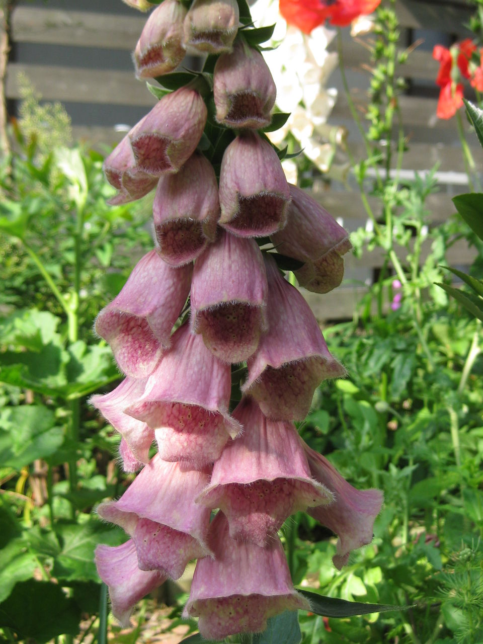 Fox ｇｌｏｖｅ ジギタリス ターシャの布しごと 花だより