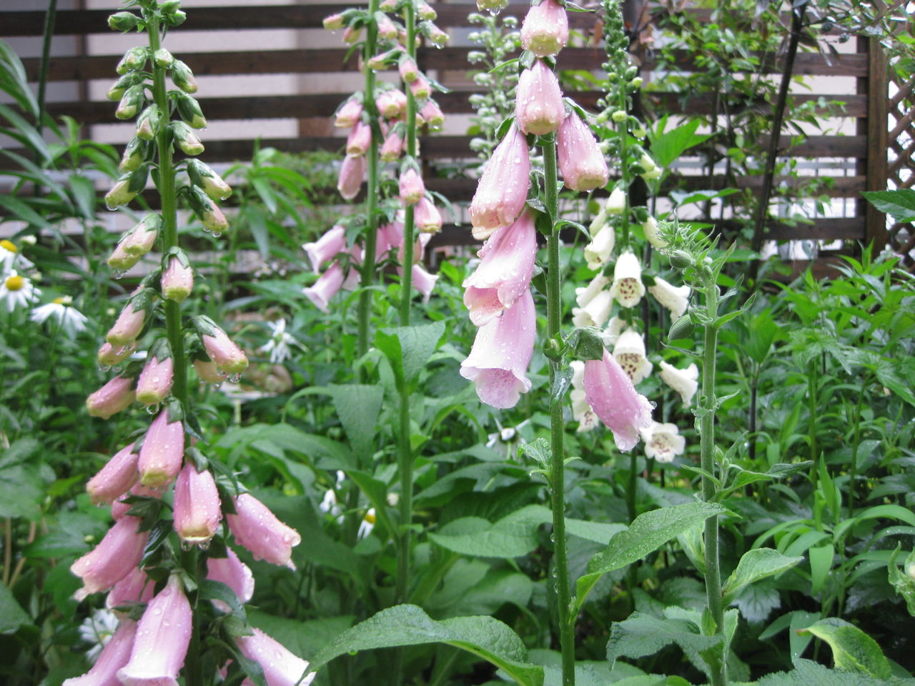 羽裏からブラウス ターシャの布しごと 花だより