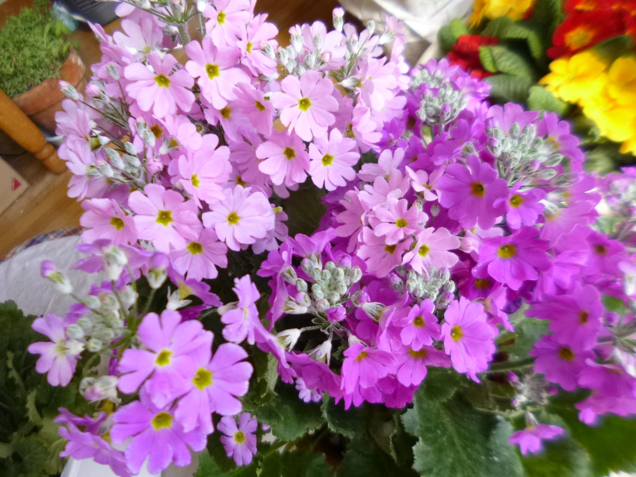 プリムラマラコイデス チューリップ ターシャの布しごと 花だより プリムラマラコイデス チューリップ ターシャの布しごと 花だより