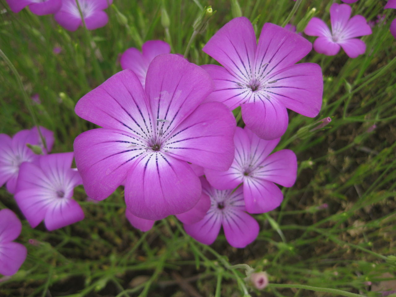 アグロステンマ ポピー ターシャの布しごと 花だより