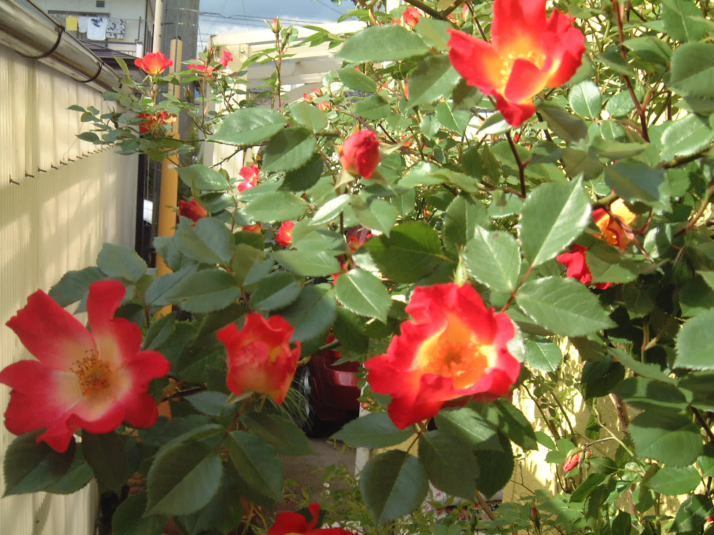 バラ カクテル ターシャの布しごと 花だより