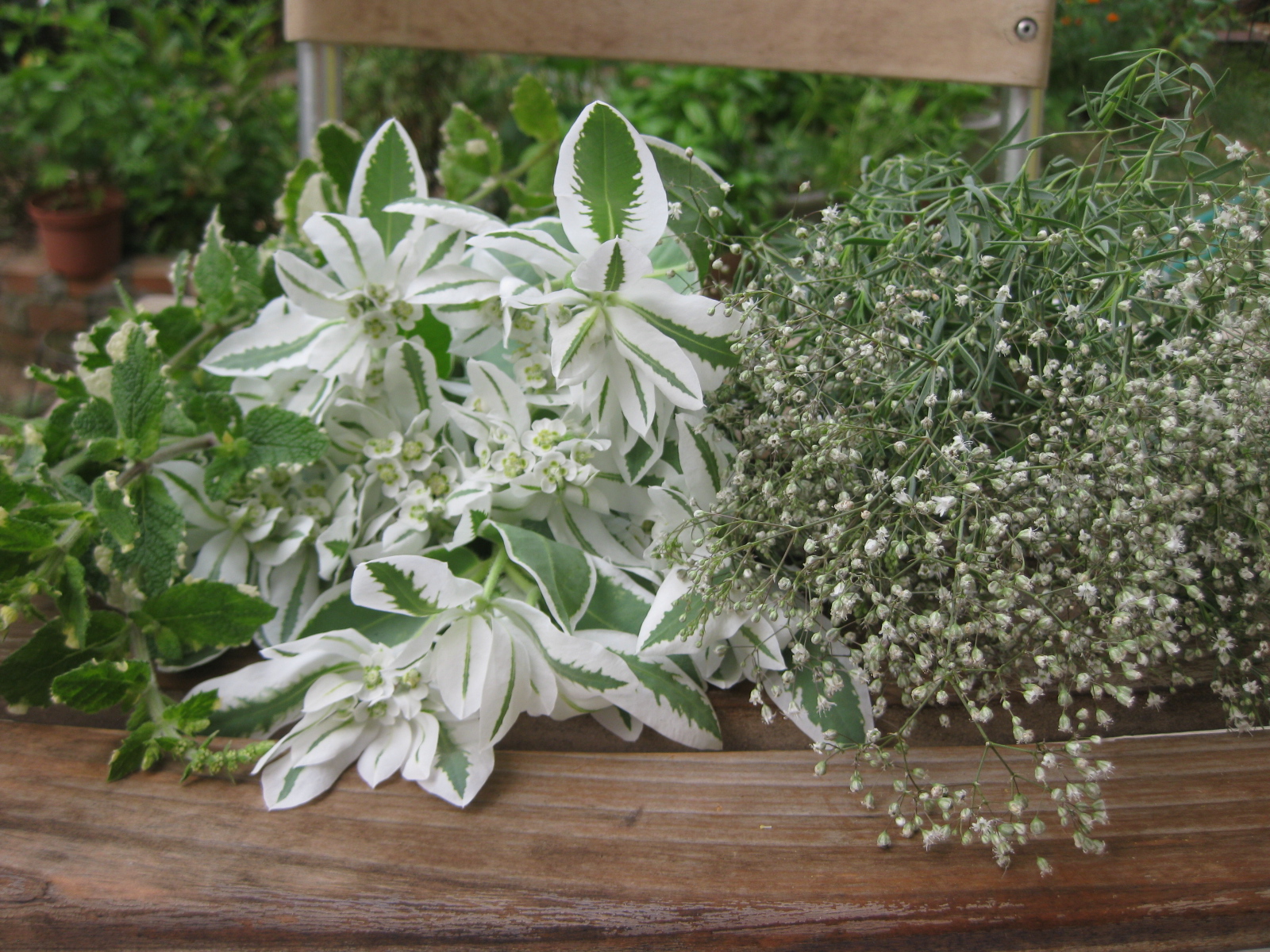 パイナップルミントの使い道 ターシャの布しごと 花だより パイナップルミントの使い道 ターシャの布しごと 花だより