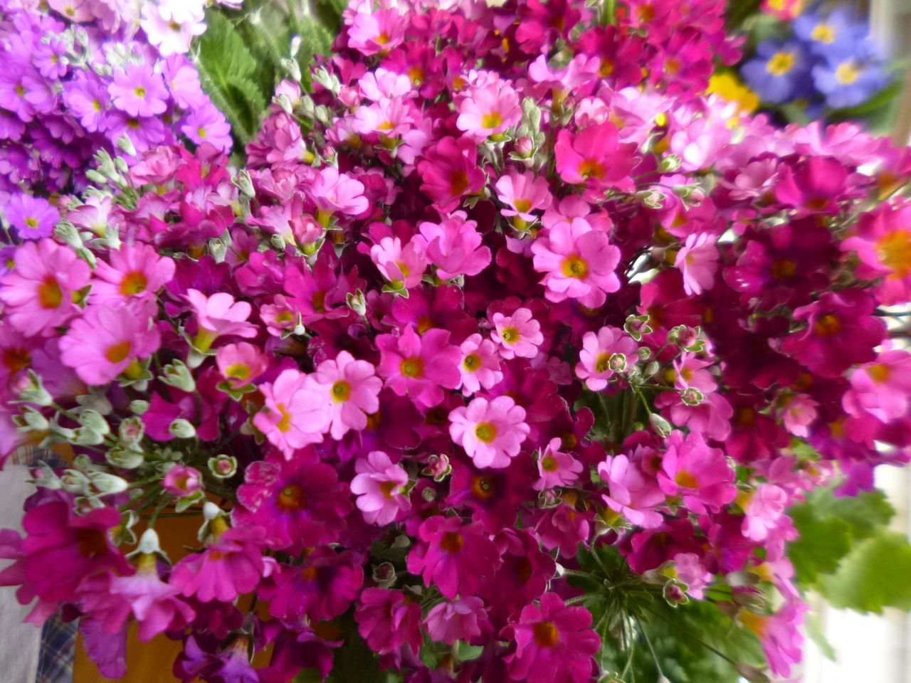 プリムラマラコイデス チューリップ ターシャの布しごと 花だより プリムラマラコイデス チューリップ ターシャの布しごと 花だより