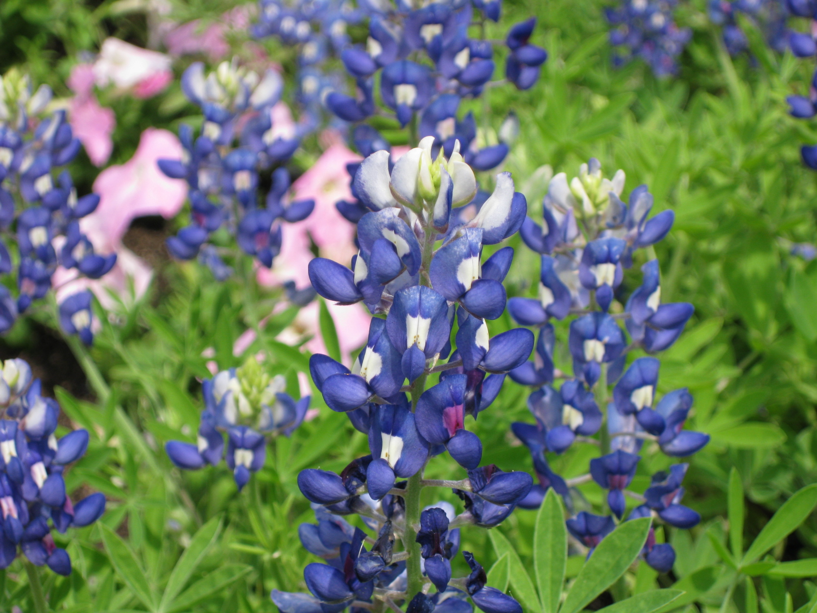 名古屋港ワイルドフラワーガーデン ブルーボネット ターシャの布しごと 花だより