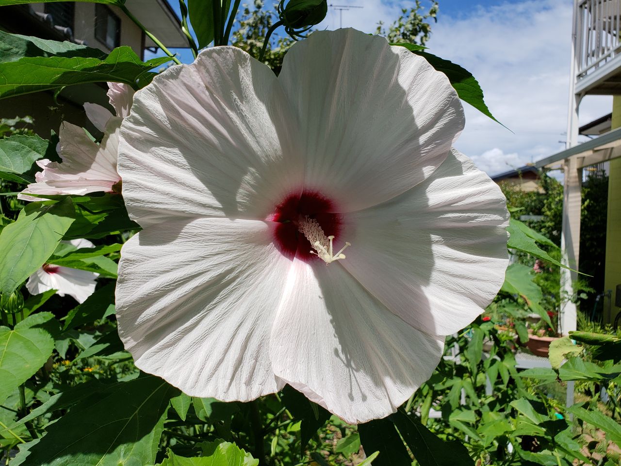 タイタンビカス ターシャの布しごと 花だより