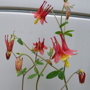 odamaki