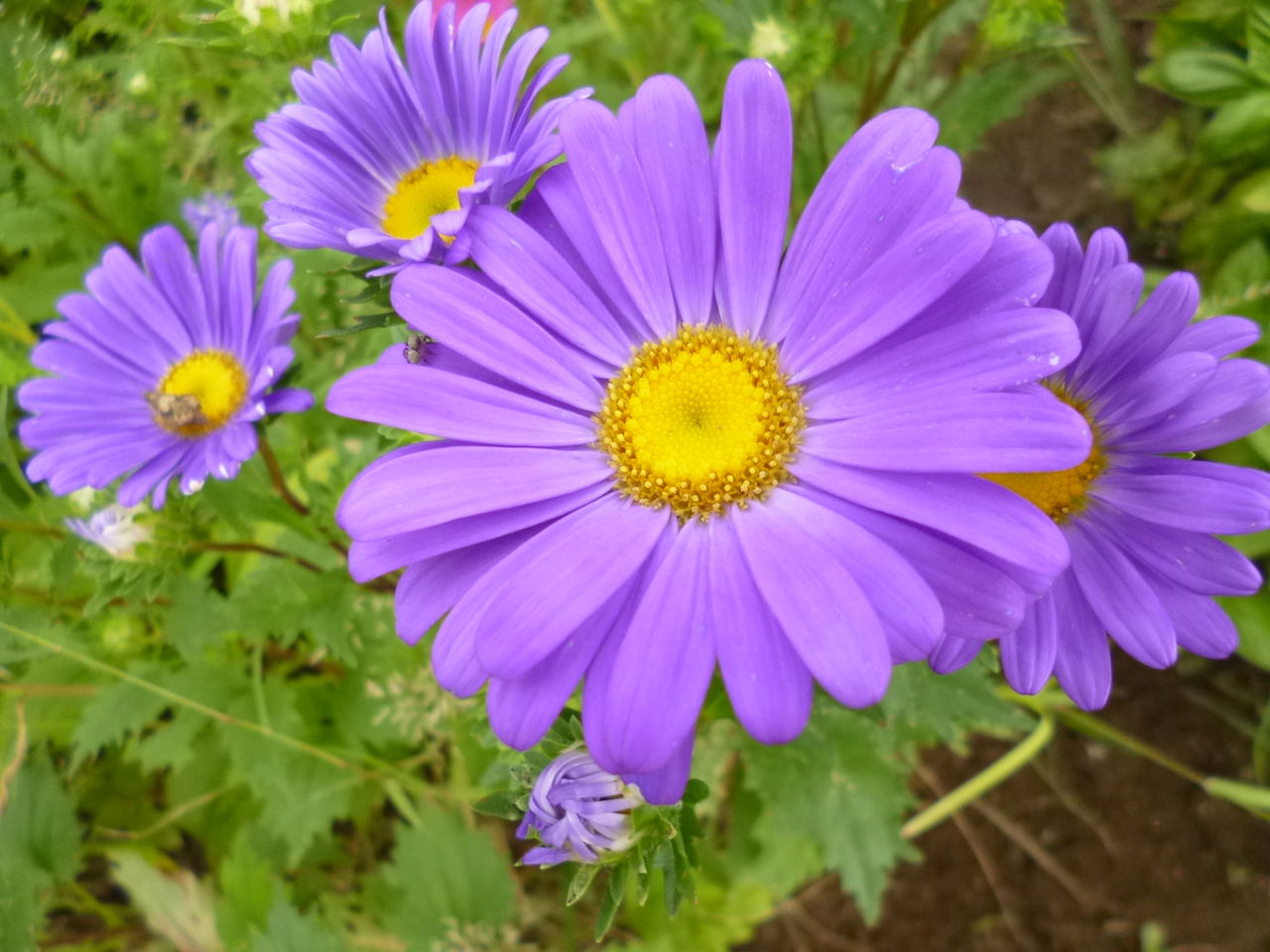 一重のアスター ターシャの布しごと 花だより