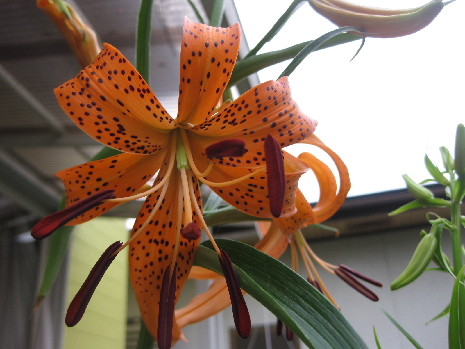 お花情報 ターシャの布しごと 花だより