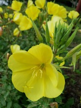 006