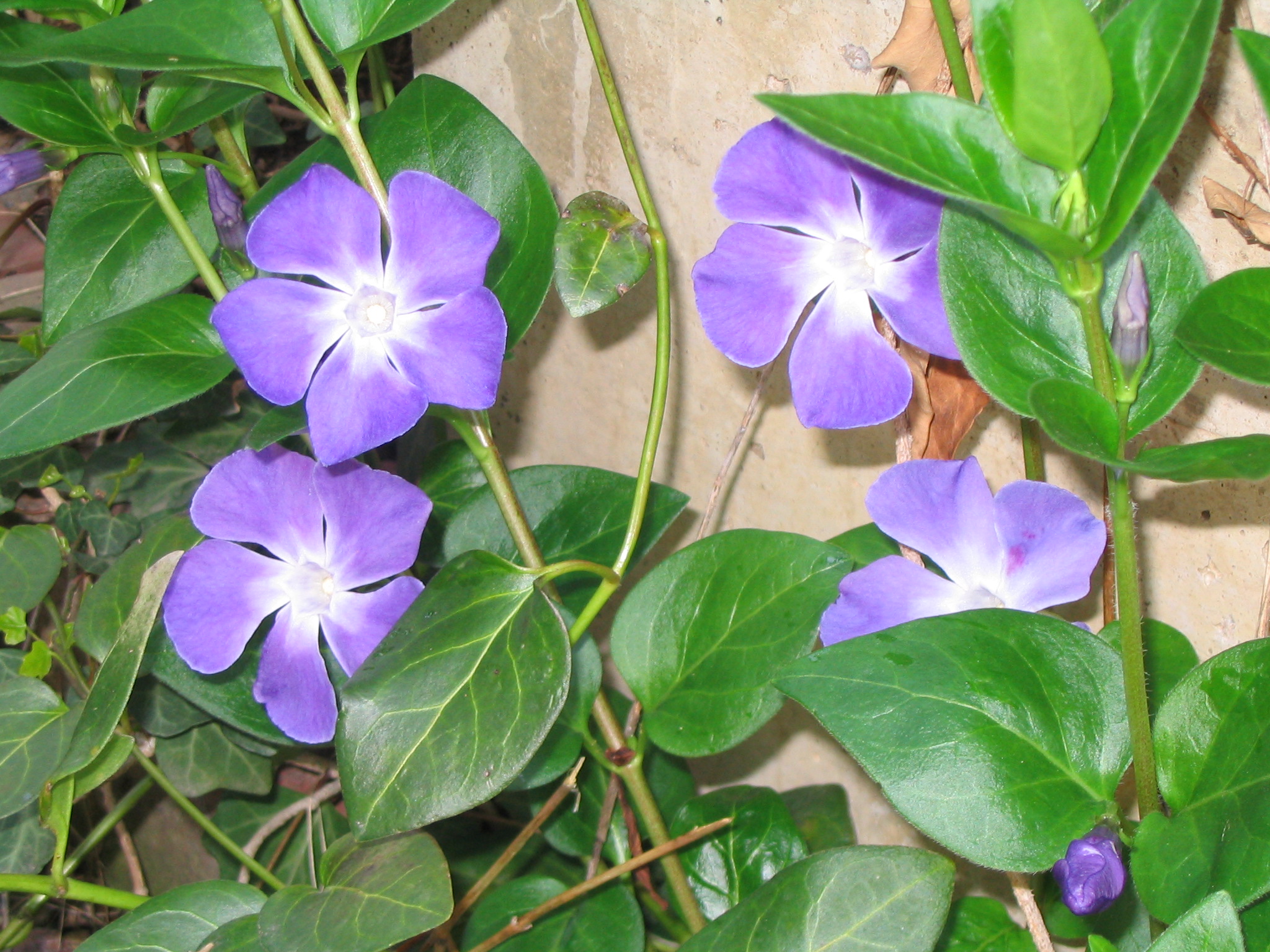 紫の花たち ターシャの布しごと 花だより