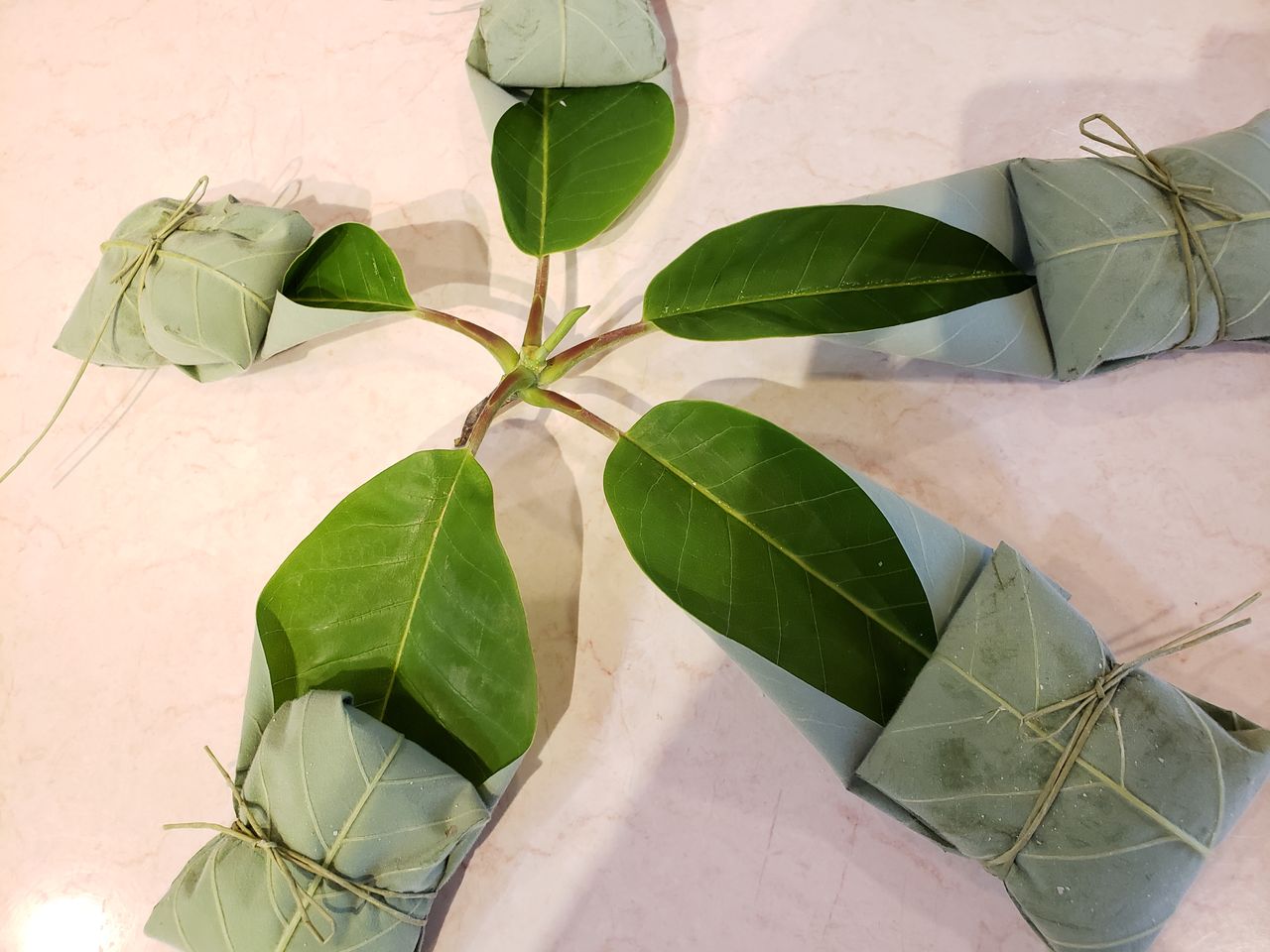 朴葉 ほうば 巻き作り ターシャの布しごと 花だより 朴葉 ほうば 巻き作り ターシャの布しごと 花だより