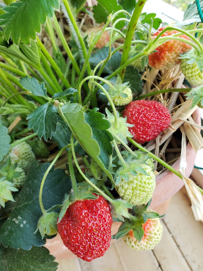 ベランダdeいちご ターシャの布しごと 花だより