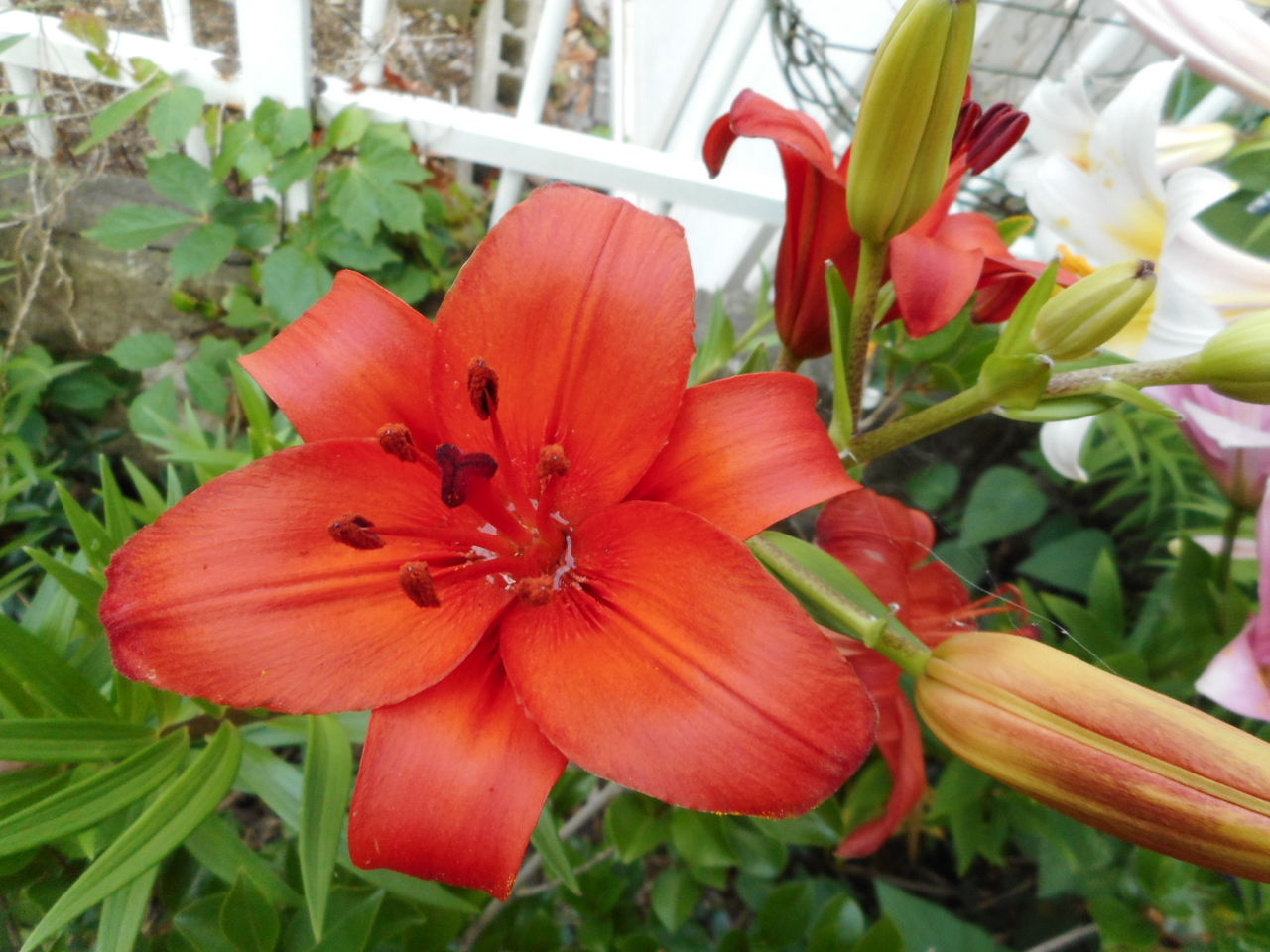 ユリとアジサイ ターシャの布しごと 花だより ユリとアジサイ ターシャの布しごと 花だより