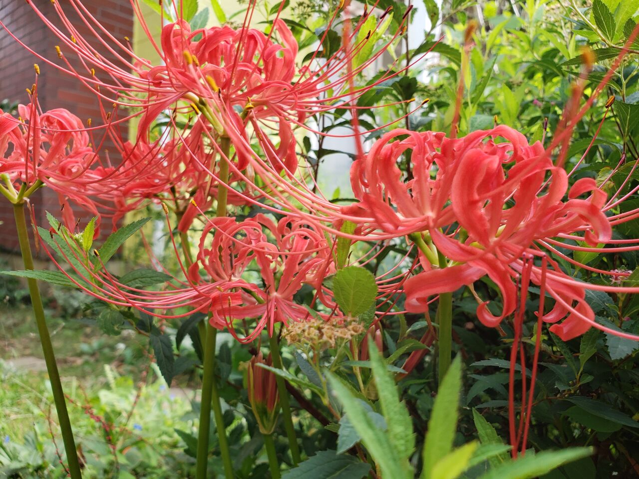ヒガンバナ科 ターシャの布しごと 花だより