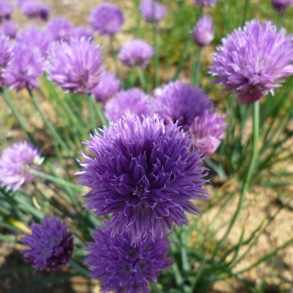 畑の花 道の花 庭の花 ターシャの布しごと 花だより