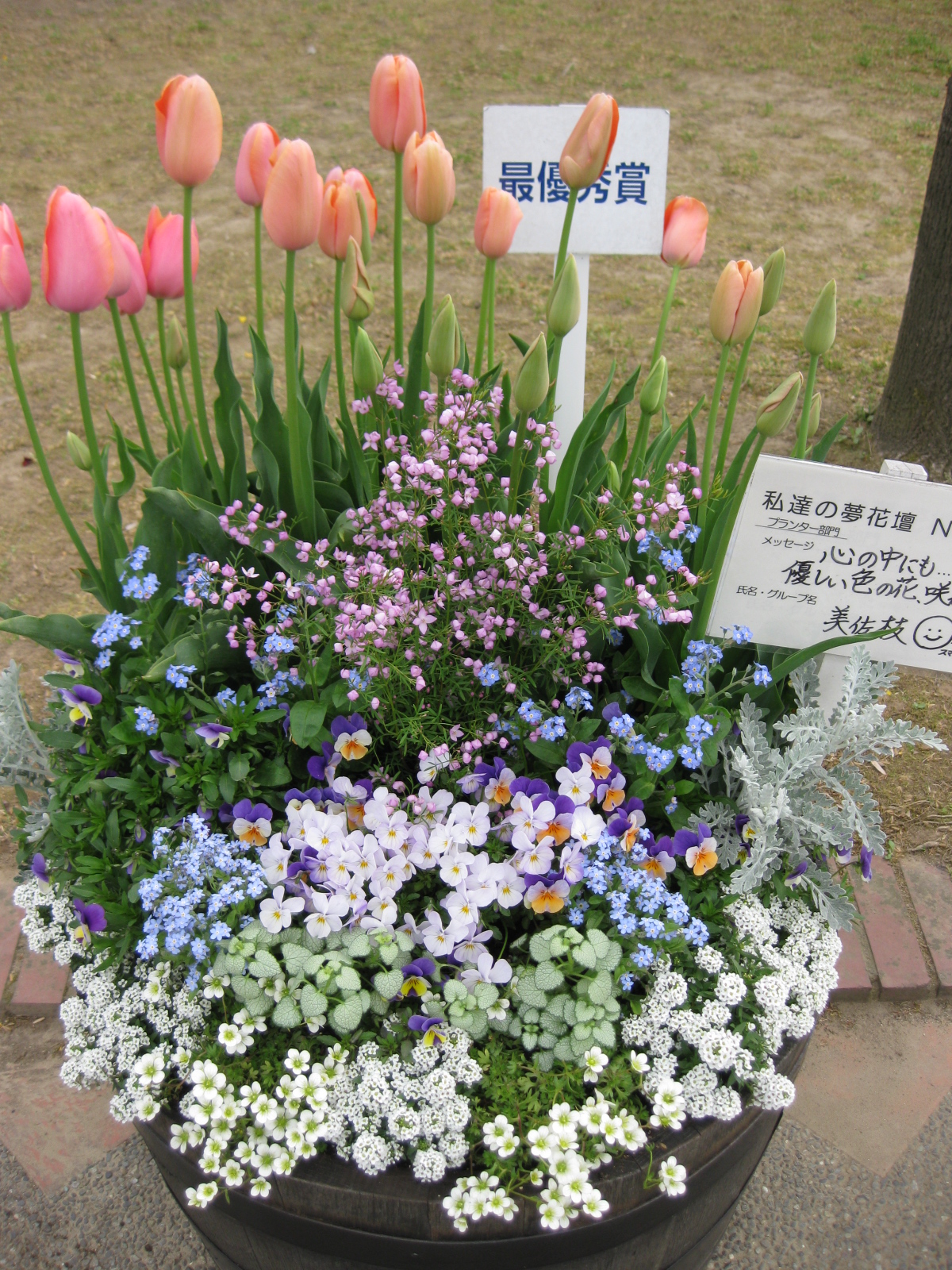 百万本のチューリップin砺波 ２ ターシャの布しごと 花だより
