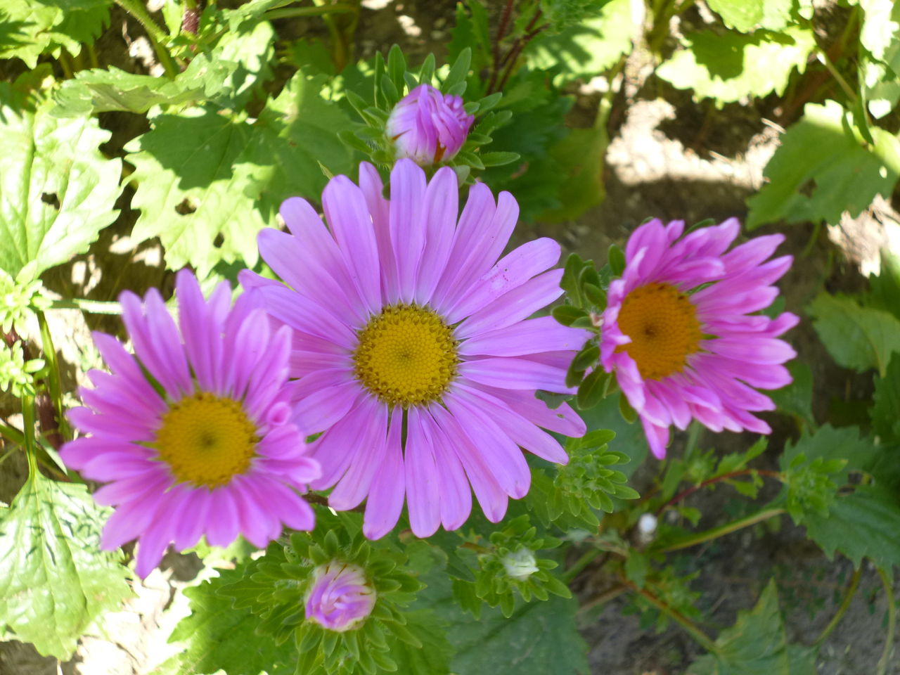 夏の花アスターなど ターシャの布しごと 花だより