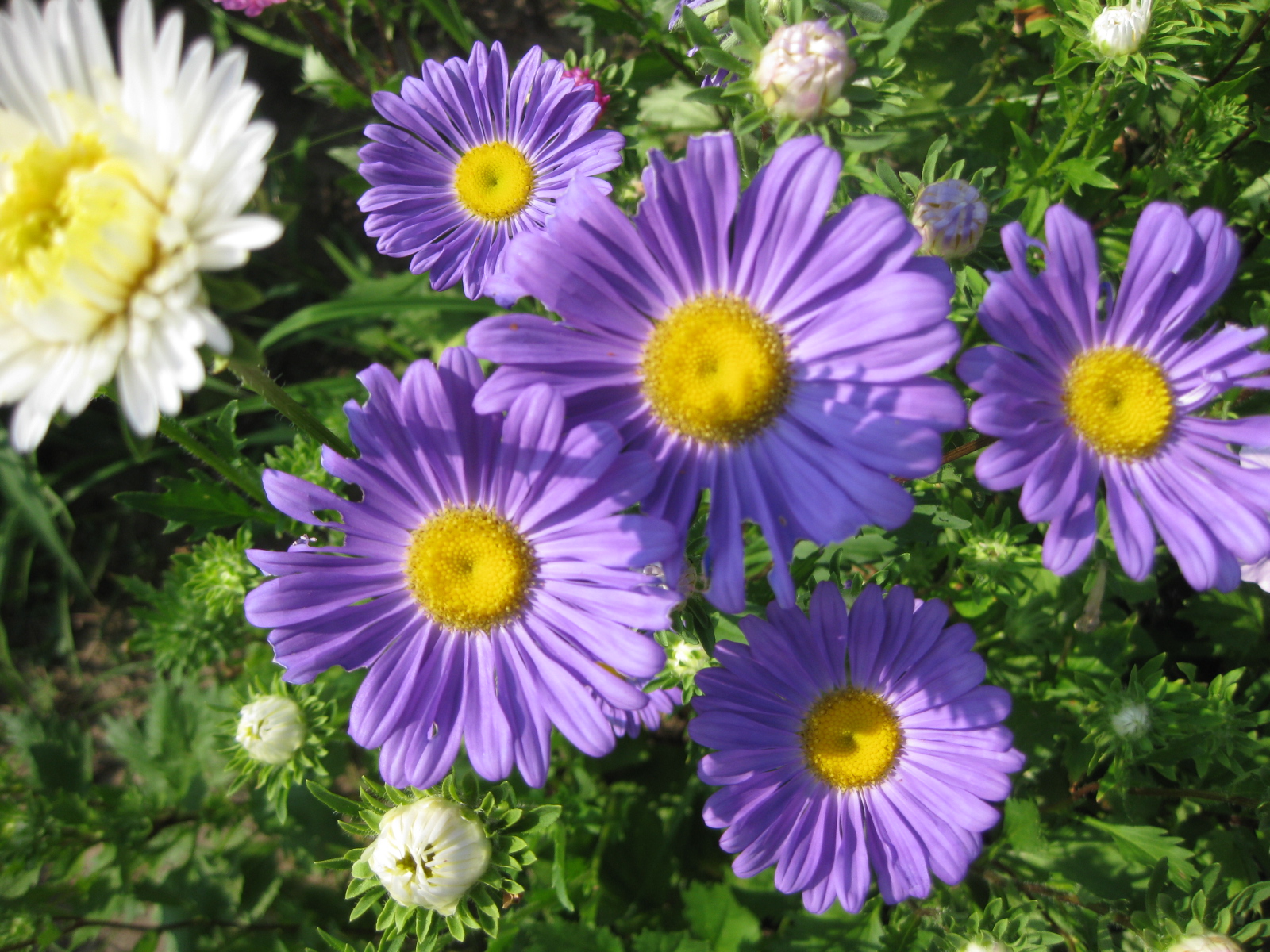 一重のアスター ターシャの布しごと 花だより