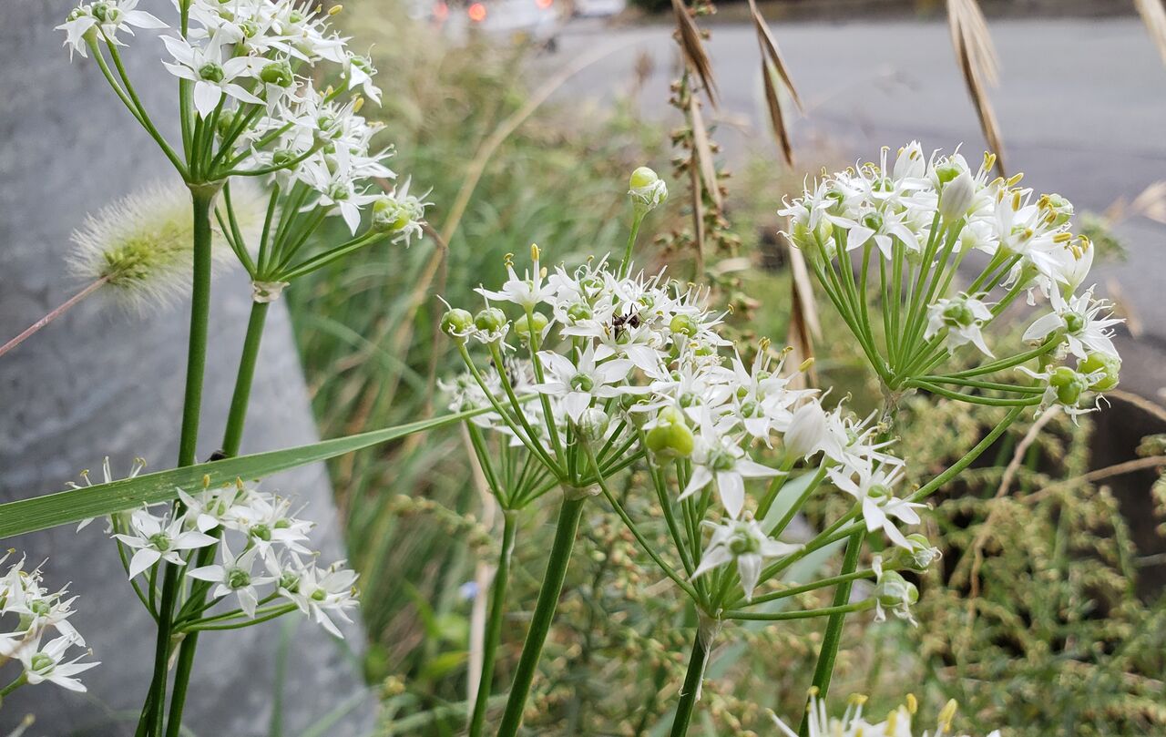 ヒガンバナ科 ターシャの布しごと 花だより
